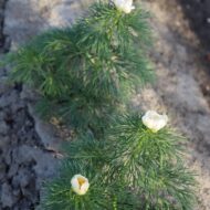 Paeonia tenuifolia f. Alba - Pilt 2