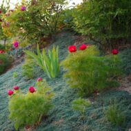 Paeonia tenuifolia L. - Pilt 3