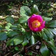 Paeonia mascula ssp.mascula - Pilt 2