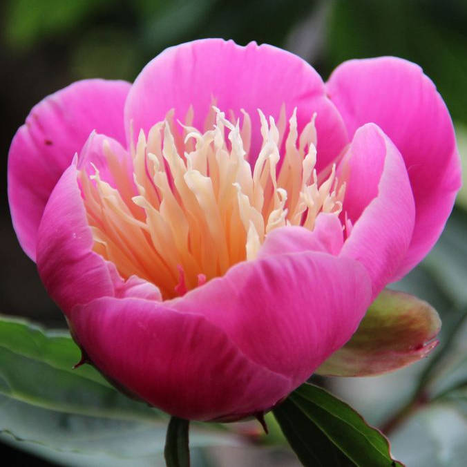 paeonia-Boul-of-Beauty Bowl of Beauty/ Globe of Light - Pilt 1