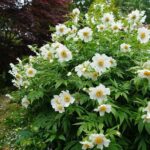 Paeonia emodii