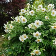 Paeonia emodii