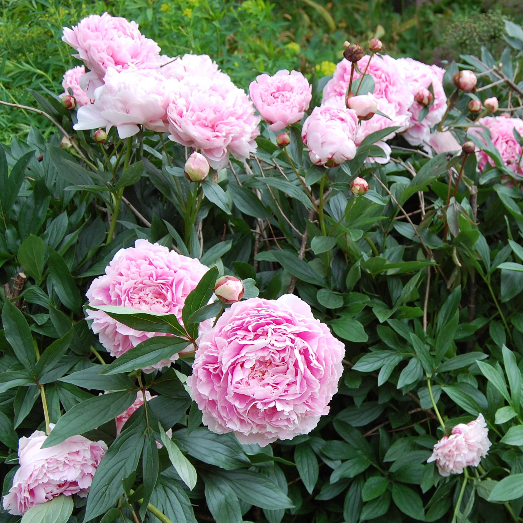 paeonia-lacti-sarah-bernhardt Sarah Bernhardt - Pilt 1