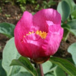 Paeonia arietina