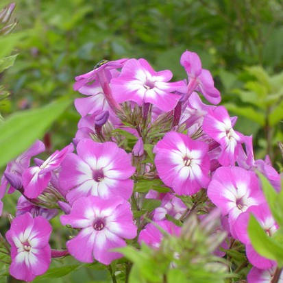 phlox-paniculata-eclaireur Eclaireur - Pilt 1