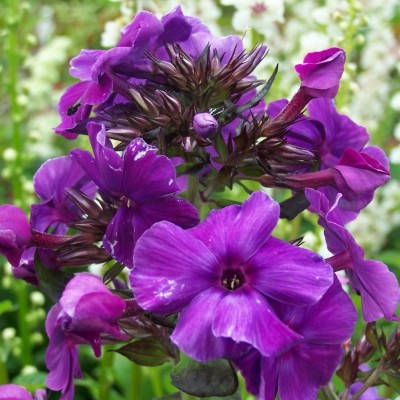 phlox_paniculata_border_gem Border Gem - Pilt 1
