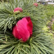 Paeonia tenuifolia f. alboroseum - Pilt 9