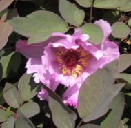 Paeonia qiui - Pilt 2