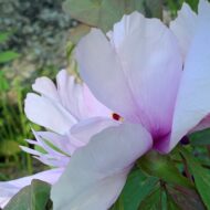 Paeonia qiui - Pilt 4