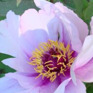 Paeonia qiui - Pilt 5
