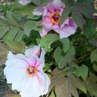 Paeonia qiui - Pilt 6