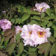 Paeonia qiui - Pilt 3