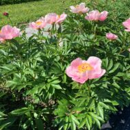Roselette - Pilt 5
