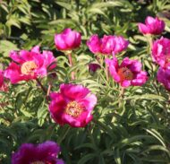 Paeonia arietina - Pilt 2