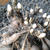 Paeonia tenuifolia L. - Pilt 8