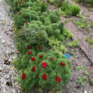 Paeonia tenuifolia Plena - Pilt 2