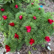 Paeonia tenuifolia Plena - Pilt 3
