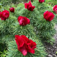Paeonia tenuifolia Plena - Pilt 5