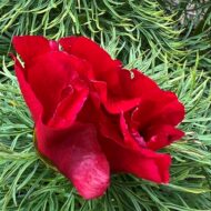 Paeonia tenuifolia Plena - Pilt 4