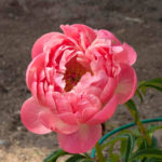 Pink Hawaiian Coral