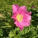 Paeonia veitschii var woodwardii
