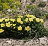 Paeonia wendelboi - Pilt 2