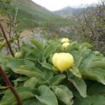 Paeonia wendelboi