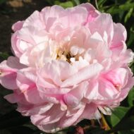 Wiesbaden - Pilt 5