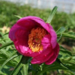 Paeonia anomala L.