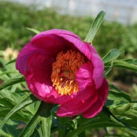 zz_paeonia_Anomale Paeonia anomala L. - Pilt 1