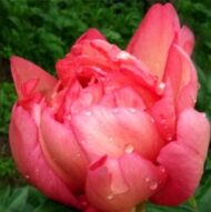 Julia Rose - Pilt 2