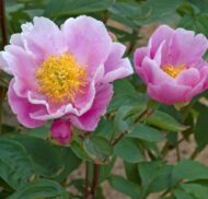 Jaanipäev - Pilt 4