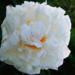 Fringed Ivory