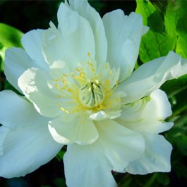 3_WhiteEmperor White Emperor - Pilt 1