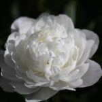 White Frost