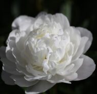 White Frost