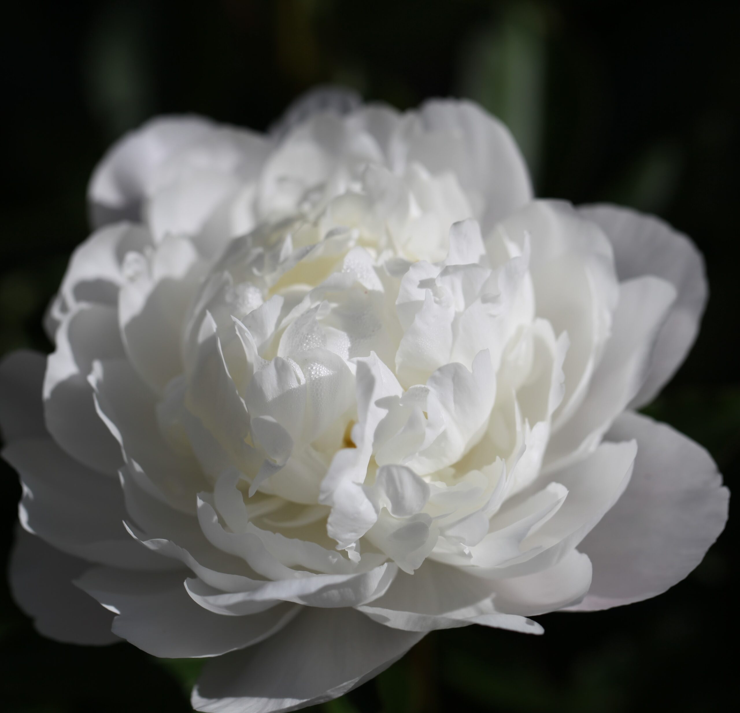 43-White-Frost White Frost - Pilt 1