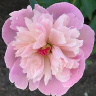 Agnes Mary Kelway - Pilt 3