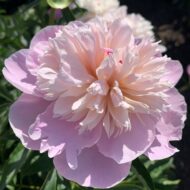 Agnes Mary Kelway - Pilt 2