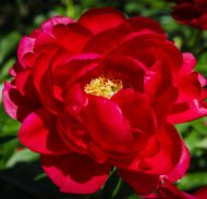 Alexander Woollcott