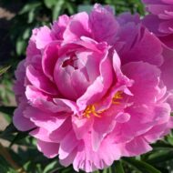 Amabilis Superbissima - Pilt 2