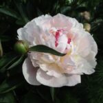 Amalia