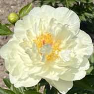 Amarillo Star (ex. Yellow Breeder Plant) - Pilt 2