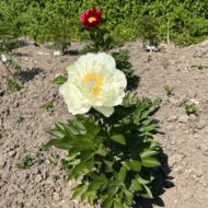 Amarillo Star (ex. Yellow Breeder Plant) - Pilt 3