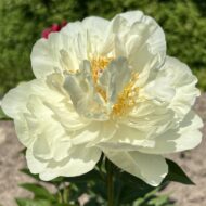 Amarillo Star (ex. Yellow Breeder Plant) - Pilt 4