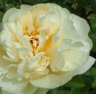 Amarillo Star (ex. Yellow Breeder Plant)