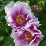 Ambrose Congreve