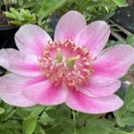 Anemoniflora Rosea