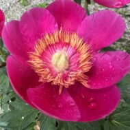 Anemoniflora Rosea - Pilt 2