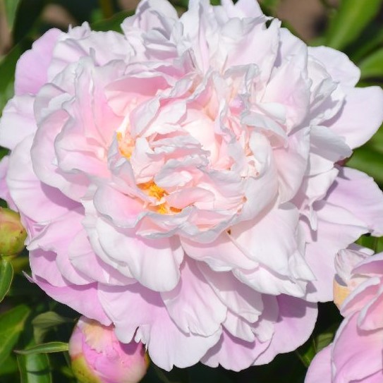 Angelica-schulze Angelica - Pilt 1